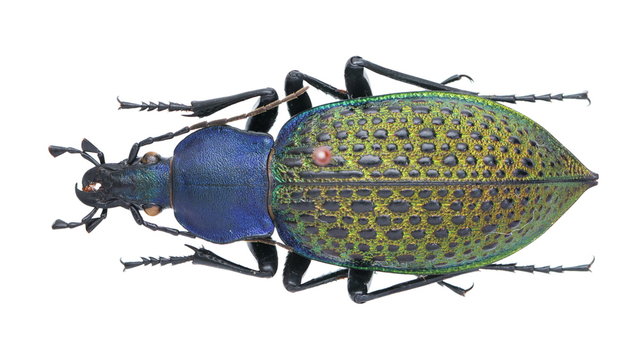 Carabus (Coptolabrus) formosus 