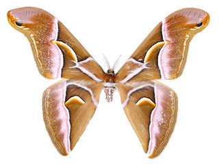 Samia moth