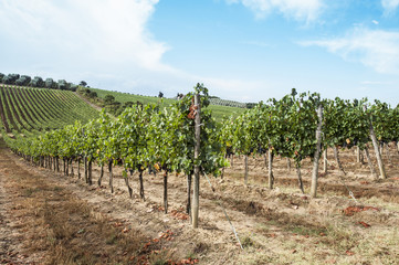 Fototapeta na wymiar Italian landscape with vineyards
