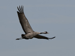 Common crane (Grus grus)