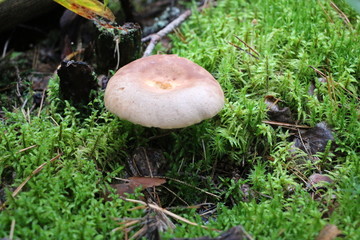 mushrooms grow on a meadow of bright green moss