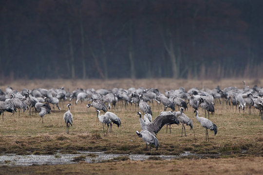 Common crane (Grus grus)