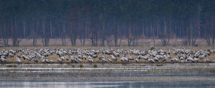 Common crane (Grus grus)