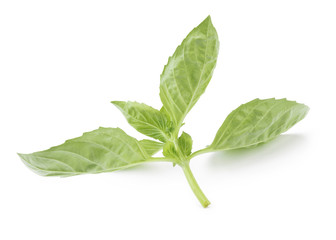 Basil