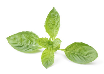 Basil