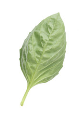 Basil