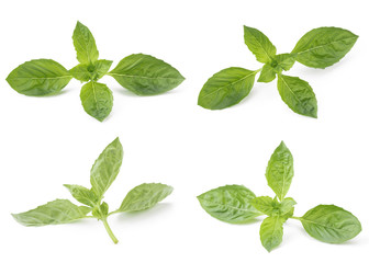 Basil