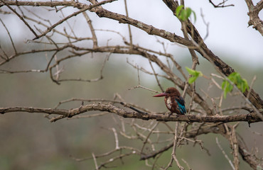 Perched Kingfisher