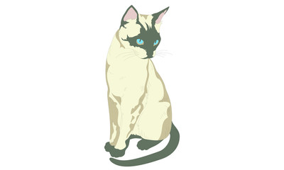 Illustrated siamese cat isolated on white background