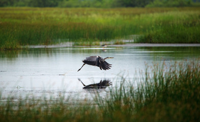 Grey Heron in Flight