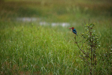 Perched Kingfisher in rain