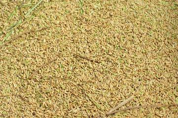 Close up on rice millet in harvest season