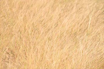 grassland background