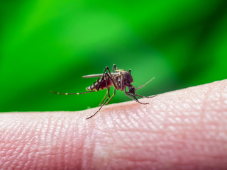 Malaria, Yellow Fever or Zika Virus Infected Mosquito Sting on Green Background