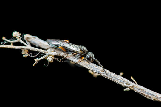 Tropical Fly Diptera Insect on Dark Background