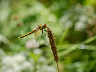 dragonfly is on a background of green grass