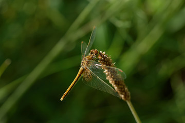 dragonfly is on a background of green grass