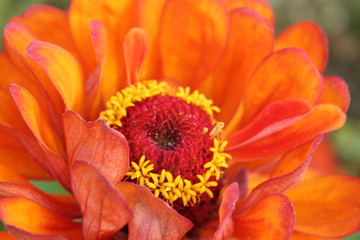 orange flower close-up