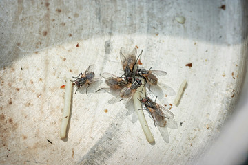 Flies eat the remains of food