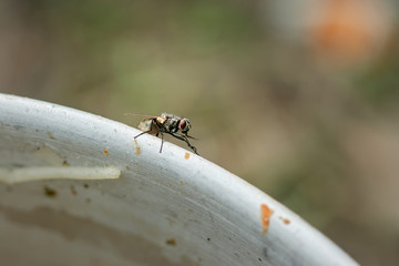 housefly, outdoors, close-up