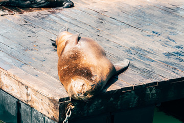 lazy sea lions at san francisco pier 39, california
