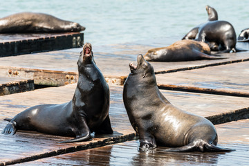 Obraz premium lazy sea lions at san francisco pier 39, california