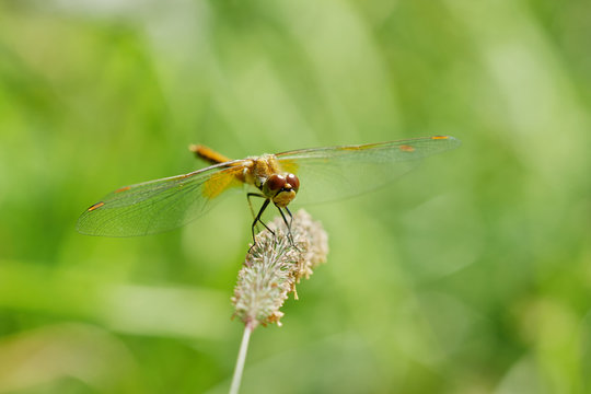 dragonfly is on a background of green grass