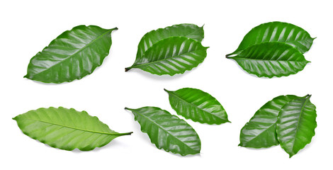 set of green coffee leaf isolated on white background