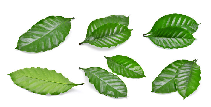 Fototapeta set of green coffee leaf isolated on white background