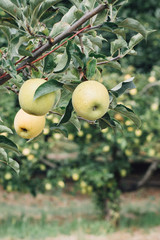 Golden apples ready for picking from the tree in an orchard in the autumn
