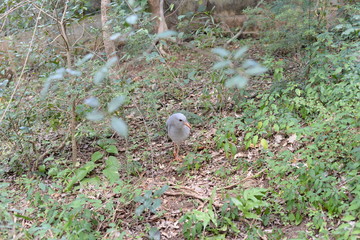 Kagou au parc zoologique de Nouméa