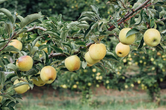 Golden apples ready for picking from the tree in an orchard in the autumn