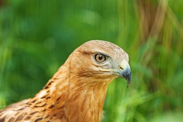 Falcon.