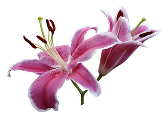 Pink flowers  lily on white isolated background with clipping path  no shadows. Closeup.  Nature.