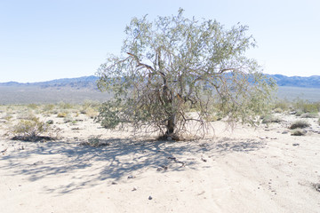 Fototapeta na wymiar Desert Sand Tree