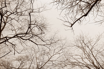 Dry tree branches background.