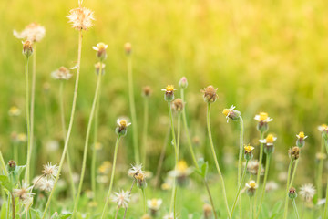 Grass flower beside the way.