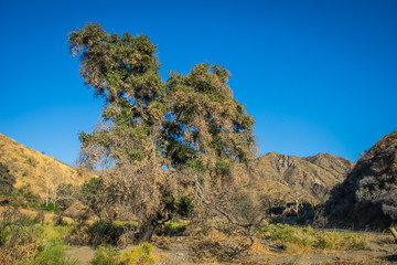 Fototapeta na wymiar Oak Tree in Desert Wash inside California canyon hills.