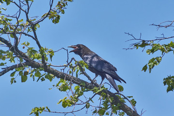Black crows on branches.