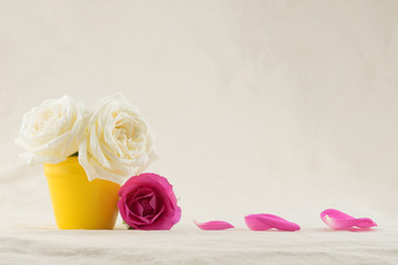 White roses in yellow pot decorated with pink rose and petals with copy space