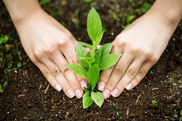 Planting.