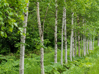 White birch tree in a row