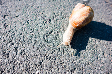 Snail on the asphalt