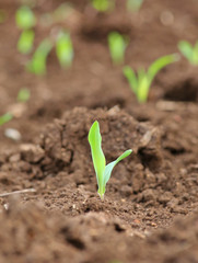 Growing Young Green Corn Seedling Sprouts in Cultivated Agricultural Farm Field, Selective Focus with Shallow Depth of Field.