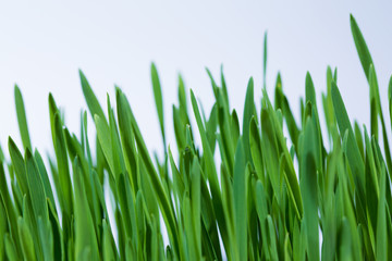 Fototapeta na wymiar green grass on white background