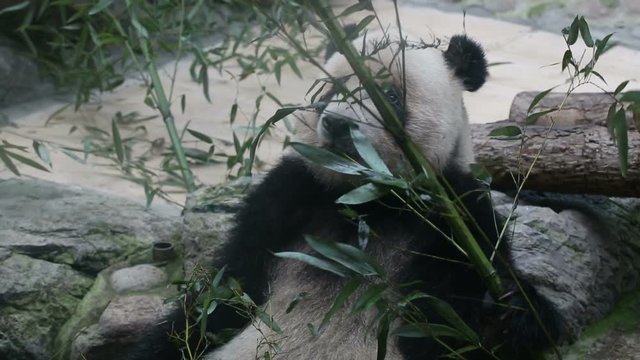 Giant panda bear eating bamboo at Chengdu, China. HD format.