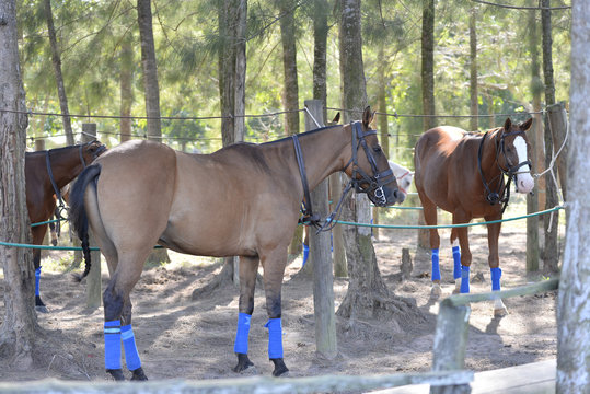 Polo ponies