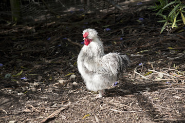 silkie chicken