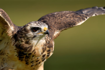  Maeusebussard