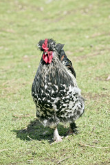 black and white rooster